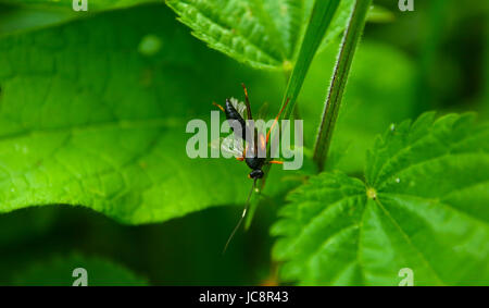 Mazovia, Poland. 14th June, 2017. Poland, Mazovia, 14th June 2017: Insect and flower wildlife at cloudy weather. Credit: Madeleine Ratz/Alamy Live News Stock Photo