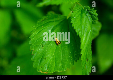 Mazovia, Poland. 14th June, 2017. Poland, Mazovia, 14th June 2017: Insect and flower wildlife at cloudy weather. Credit: Madeleine Ratz/Alamy Live News Stock Photo