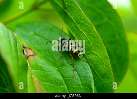 Mazovia, Poland. 14th June, 2017. Poland, Mazovia, 14th June 2017: Insect and flower wildlife at cloudy weather. Credit: Madeleine Ratz/Alamy Live News Stock Photo