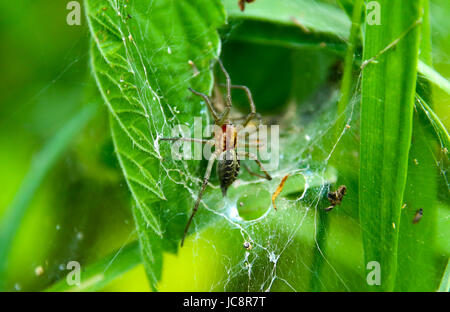 Mazovia, Poland. 14th June, 2017. Poland, Mazovia, 14th June 2017: Insect and flower wildlife at cloudy weather. Credit: Madeleine Ratz/Alamy Live News Stock Photo