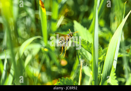 Mazovia, Poland. 14th June, 2017. Poland, Mazovia, 14th June 2017: Insect and flower wildlife at cloudy weather. Credit: Madeleine Ratz/Alamy Live News Stock Photo