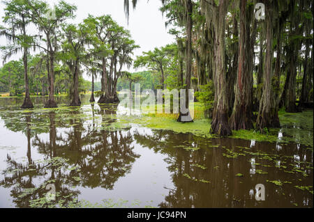 Classic bayou swamp scene of the American South featuring bald cypress trees reflecting on murky water in Caddo Lake, Texas, USA Stock Photo