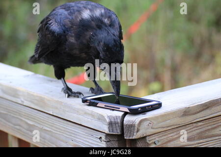 Raven and iPhone Stock Photo