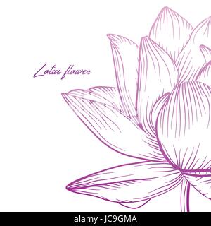 Lotus water lily waterlily vector beautiful flower colorful pink purple soft gradient illustration. Hand drawn fine linear plant blossom, floral elega Stock Vector