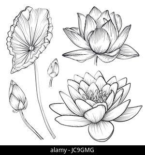 Lotus water lily vector beautiful flower buttons, leaf set line black and white tattoo art illustration. Hand drawn fine linear plant blossom floral e Stock Vector