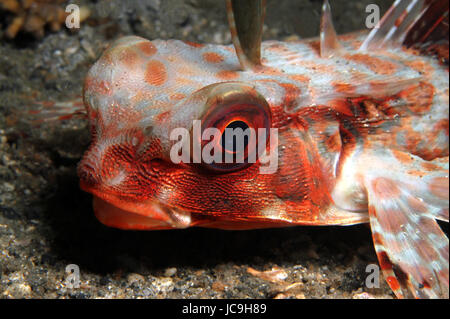 Close-up of a Flying Gurnard (Dactyloptena Orientalis), Lembeh Strait, Indonesia Stock Photo
