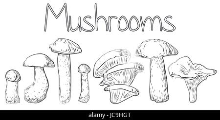 Mushrooms forest edible oyster chanterelle percini cap boletus greasers honey agaric aspen russule. Vector horizontal closeup side view outlime black  Stock Vector