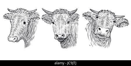 Cow, calf, bull cute muzzle face in three different set collection variation emotions. Vector beautiful horizontal black white sign icon image outline Stock Vector