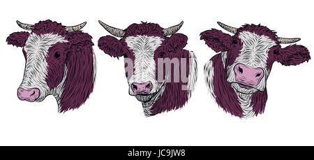 Cow, calf, bull cute muzzle face in three different set collection variation emotions. Vector beautiful horizontal color sign icon image outline drawn Stock Vector