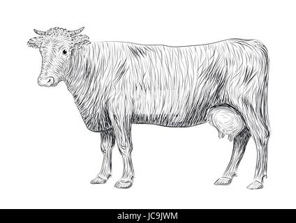 Cow, calf, bull cute muzzle animal mammals living full-length entire. Vector vertical closeup side view outline black sign signboard icon logo sketch  Stock Vector