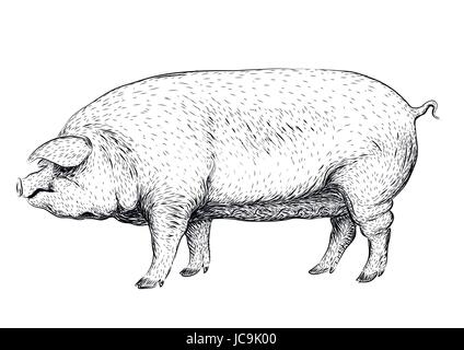 Pig, swine, hog sow piggy piglet piggie pigling brawn boar grown big cute eco farm animal snout. Vector square beautiful closeup profile side view bla Stock Vector