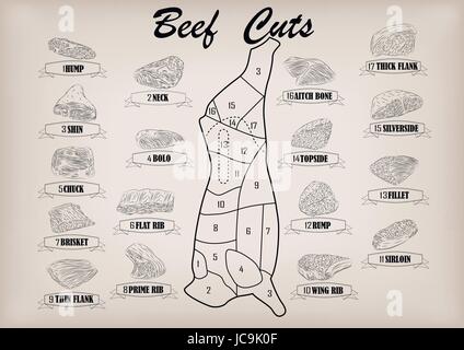 Beef cow bull side carcass cuts cut parts infographics scheme sign signboard poster butchers guide: neck, chunk, brisket fillet rump. Vector beautiful Stock Vector