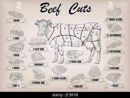 Beef cow bull whole carcass cuts cut parts infographics scheme sign signboard poster butchers guide: neck, chunk, brisket fillet rump. Vector beautifu Stock Vector