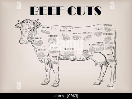 Beef cow bull whole carcass cuts cut parts infographics scheme sign signboard poster butchers guide: neck, chunk, brisket fillet rump. Vector beautifu Stock Vector