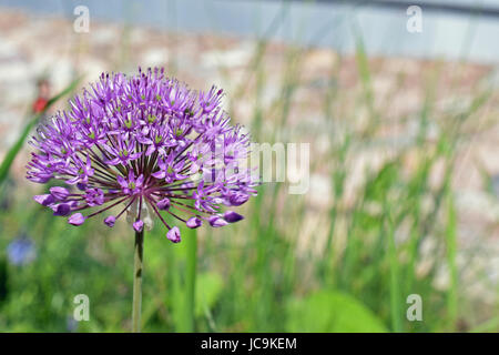 Allium aflatunense purple flower Stock Photo