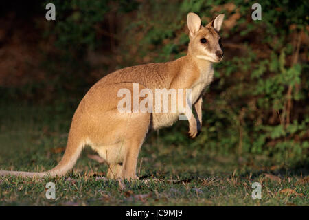 Female Agile Wallaby (Macropus agilis), Kakadu National Park, Northern territory, Australia Stock Photo