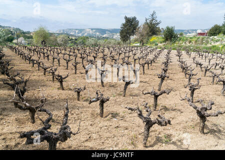 Vineyard near Pissouri Bay, between Limassol and Paphos, Cyprus Stock Photo