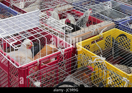 Chickens and roosters in cages at poultry market Stock Photo