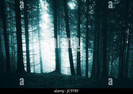 dark scary woods Halloween atmosphere scenery Stock Photo