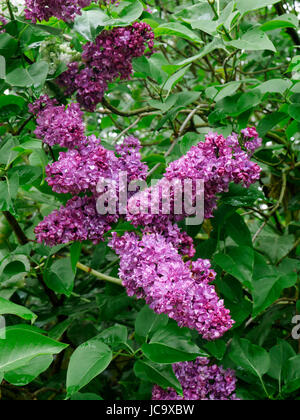 Lilac (Syringa vulgaris) in bloom. Suzanne's vegetable garden, Le Pas, Mayenne, France. Stock Photo
