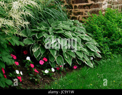 Hosta crispula (Common names : Fragrant plantain lily; Plantain lily), border of the path of the garden. Stock Photo