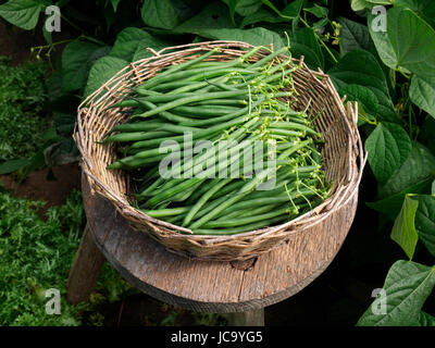 Fresh picking of green beans (phaseolus vulgaris). Suzanne's vegetable garden, Le Pas, Mayenne, France. Stock Photo