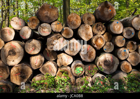 Germany, Ruhr area, felled and stacked beech trees near Wetter. Stock Photo