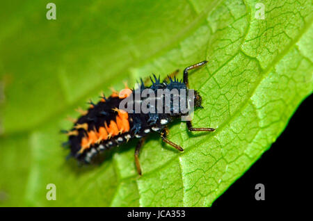 Harlequin Ladybird (Harmonia axyrdis) Larva Stock Photo