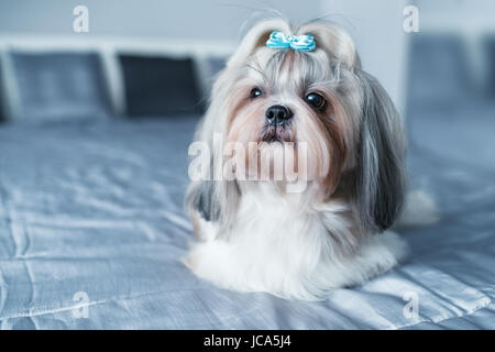 Shih tzu dog lying on bed in modern interior Stock Photo