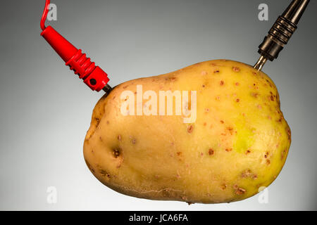 Potato as source of power, on gray background. Energy crops Stock Photo