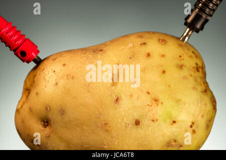 Electrodes connected to a potato. Energy crops Stock Photo