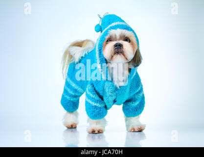 Shih tzu dog in blue knitted sweater. On bright white and blue background. Stock Photo