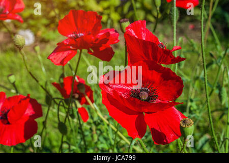 Red poppy flower closeup at summer Stock Photo