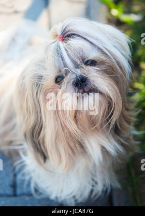 Shih tzu dog outdoors portrait Stock Photo