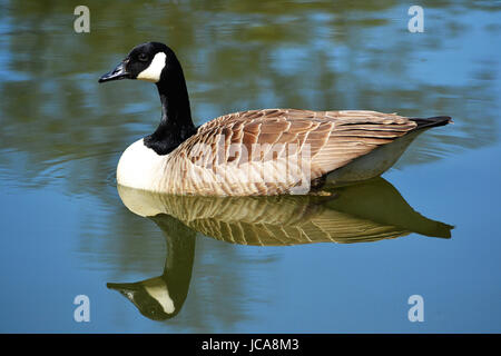 Canadian Goose On Water Reflection Stock Photo