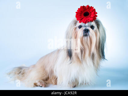 Shih tzu dog sitting with red flower decoration. On white and blue background.