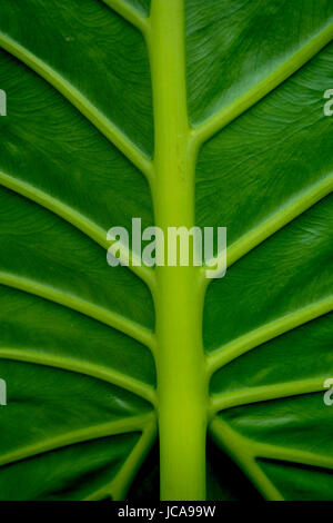 closeup of the underneath of an elephant ear leaf Stock Photo