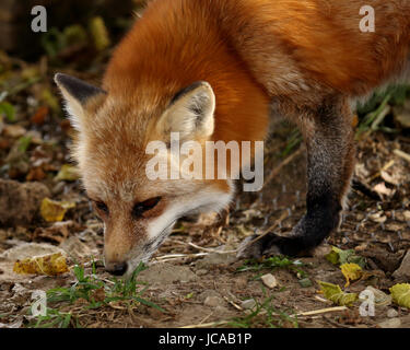 Head and shoulders view of one red fox sniffing at the ground Stock Photo