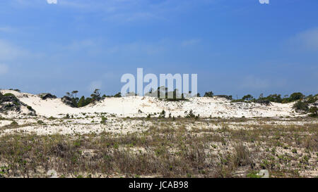 Pine trees and shrubs growing on a mature sand dune in Florida Stock Photo