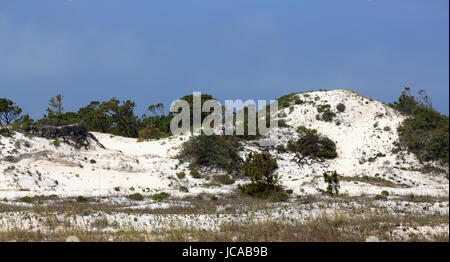 Pine trees and shrubs growing on a mature sand dune in Florida Stock Photo