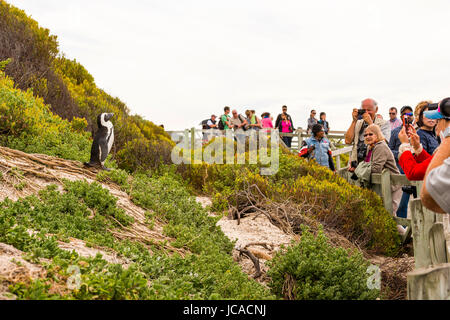 CAPE TOWN, SOUTH AFRICA - SEPTEMBER 1: Unidentified people watching an African Penguin (spheniscus demersus) as it poses for photographers at Boulders Stock Photo