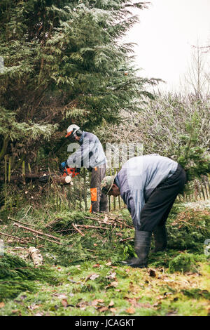 Professional gardeners pruning trees. Stock Photo