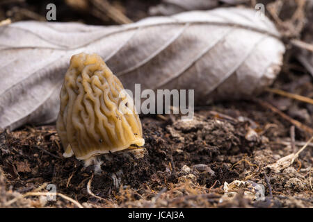 Edible mushrooms with excellent taste, grow in spring, Ptychoverpa bohemica Stock Photo