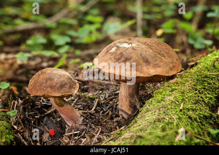 Edible mushrooms with excellent taste, neoboletus luridiformis Stock Photo