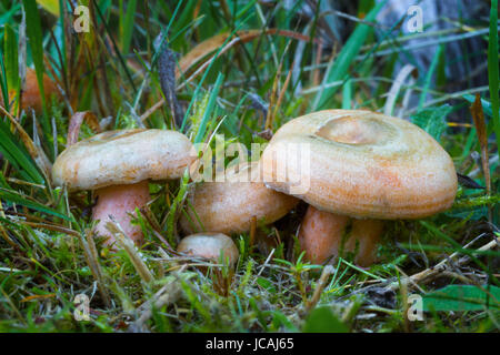Lactarius deterrimus. Edible mushrooms with excellent taste. Bio food. Uncultivated  fungi. Stock Photo