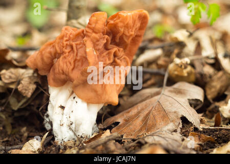 Edible mushrooms with excellent taste, grow in spring, Gyromitra gigas Stock Photo