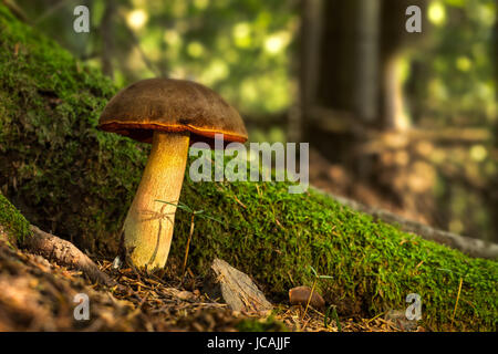 Neoboletus luridiformis. Edible mushrooms with excellent taste. Bio food. Uncultivated  fungi. Stock Photo