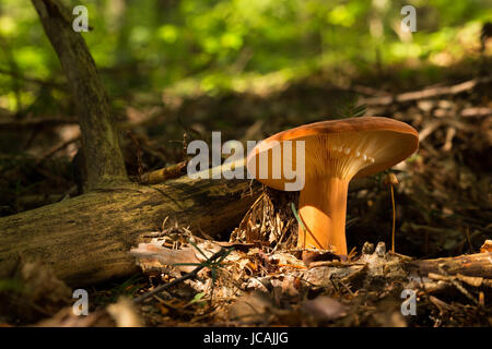 Lactarius volemus.  Edible mushrooms with excellent taste. Bio food. Uncultivated  fungi. Stock Photo