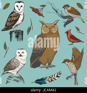 hand drawn vector realistic bird, sketch graphic style, set of domestic. turkey and duck. goose and red cardinal. dove and sparrow. raven and feather. typo alba, white owl, barn, long-eared. Stock Vector