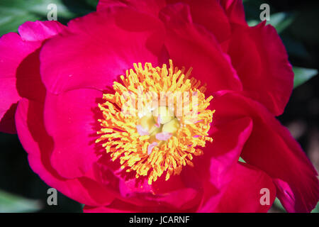 A Pink  Big Peony Flower Head with Pistil and Staminas Close up Stock Photo